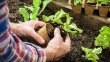 Ausbildungs- und Praktikumsplätze im Gartenbau